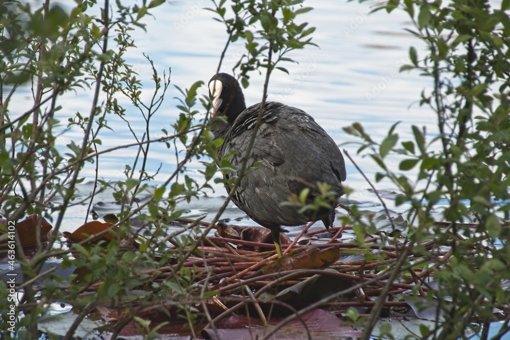 Fototapeta premium birds nest with eggs