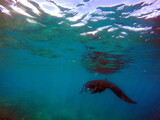 Manta ray swimming near the surface in Fiji