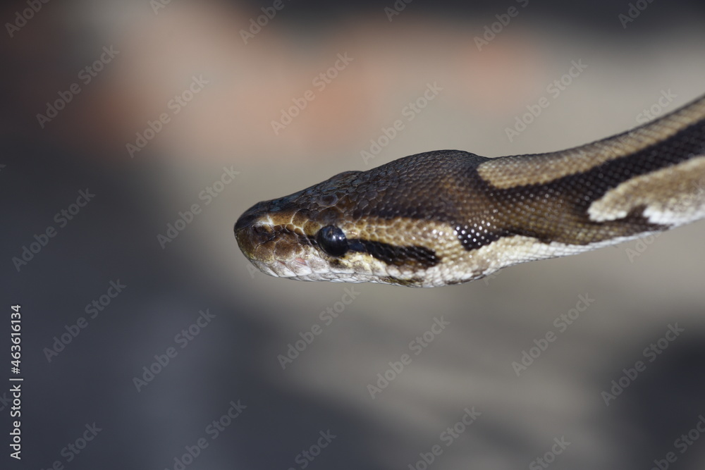 Close up of constrictor snake searching its surroundings Close up of constrictor snake searching its surroundings