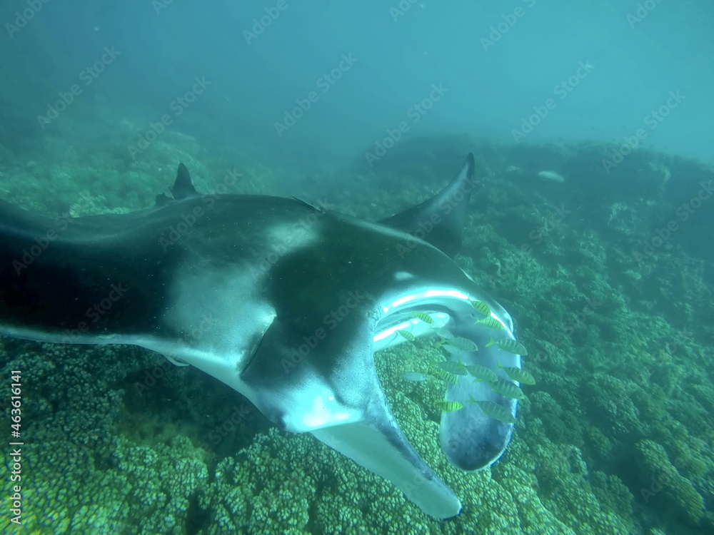 Obraz premium Manta ray swimming above the reef in Fiji