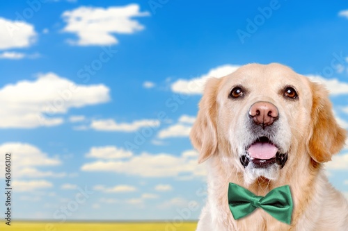Cute dog with green bowtie on background. St. Patrick's Day celebration