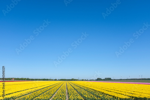 Tulip field, Flevoland Province, The Netherlands