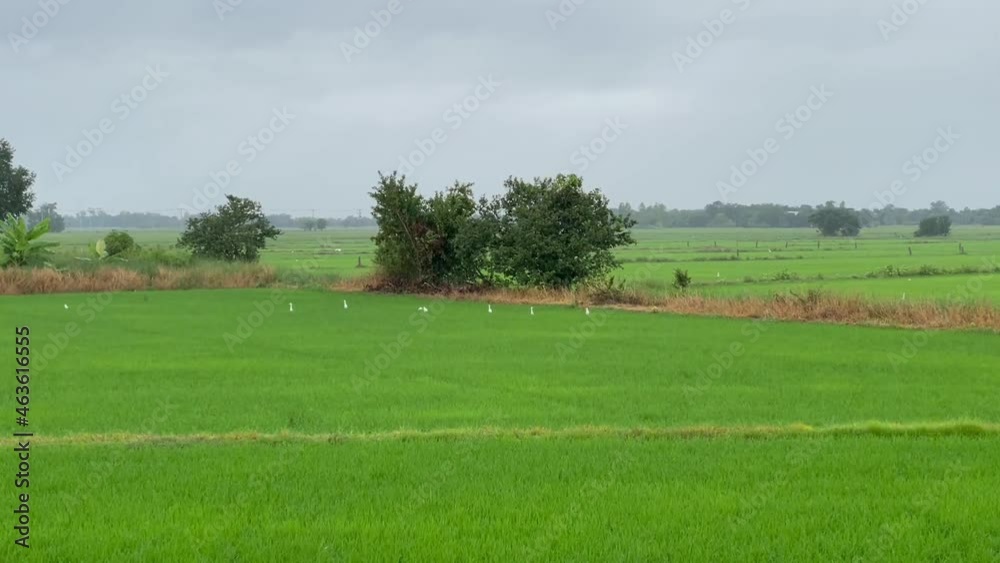 Flock of white egrets foraging in the fields. Flock of white egrets foraging in the fields.