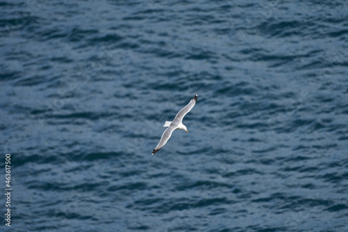 Seagull over water © Timon Stalder