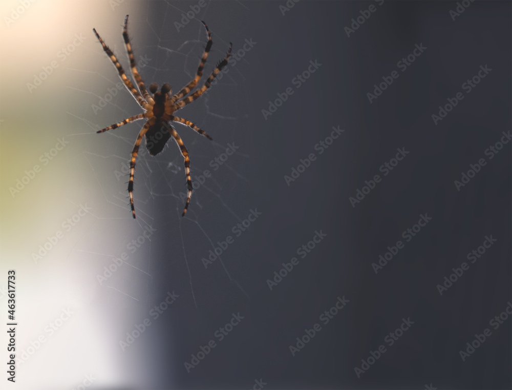 A spider on a white background. Close-up of a predatory insect with copy space. Layout for the text. A spider on a white background. Close-up of a predatory insect with copy space. Layout for the text.