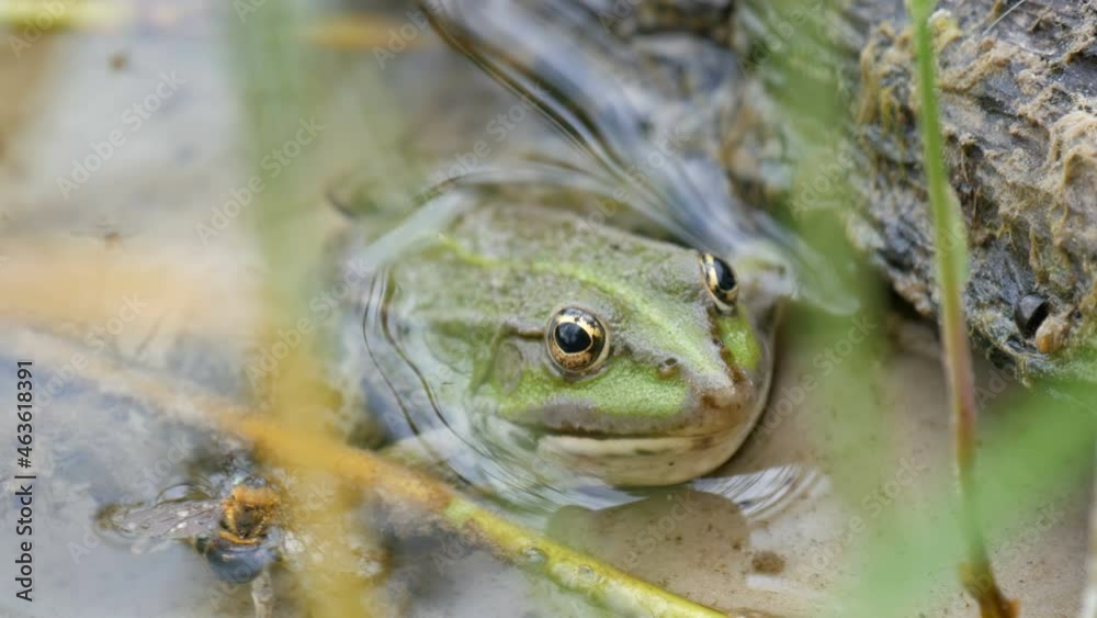 Funny green frog in the water on summer day Funny green frog in the water on summer day