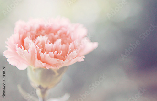 Pastel Gorgeous Dreamy Peony Flower