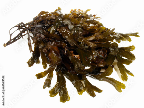 Fresh brown Seaweed on white Background - Isolated