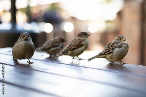 Urban sparrows in a cafe on the table.