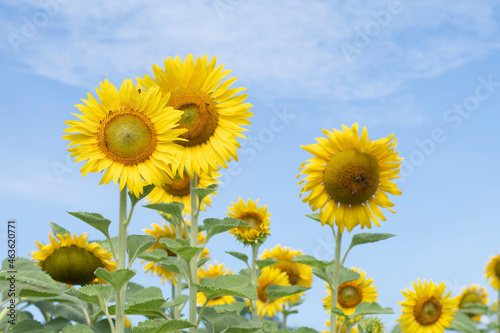 sunflowers blooming in the morning It s look like fresh