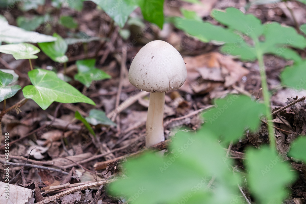 Forest mushrooms between a beautiful autumn leaves in the middle of the forest Forest mushrooms between a beautiful autumn leaves in the middle of the forest