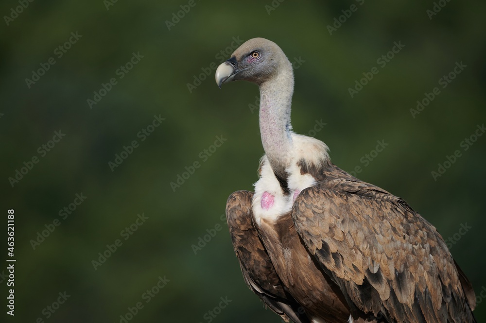 Wild griffon vulture on blur background in nature Wild griffon vulture on blur background in nature