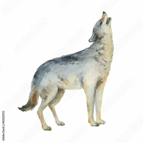 Watercolor vector illustration with a wolf isolated on a white background.