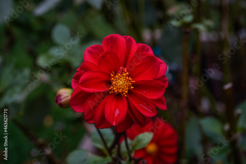 Cute  bright  red dahlia flower grown from seeds. Flower growing outdoors in a flower garden.