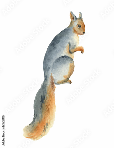 Watercolor vector card with a squirrel isolated on a white background.