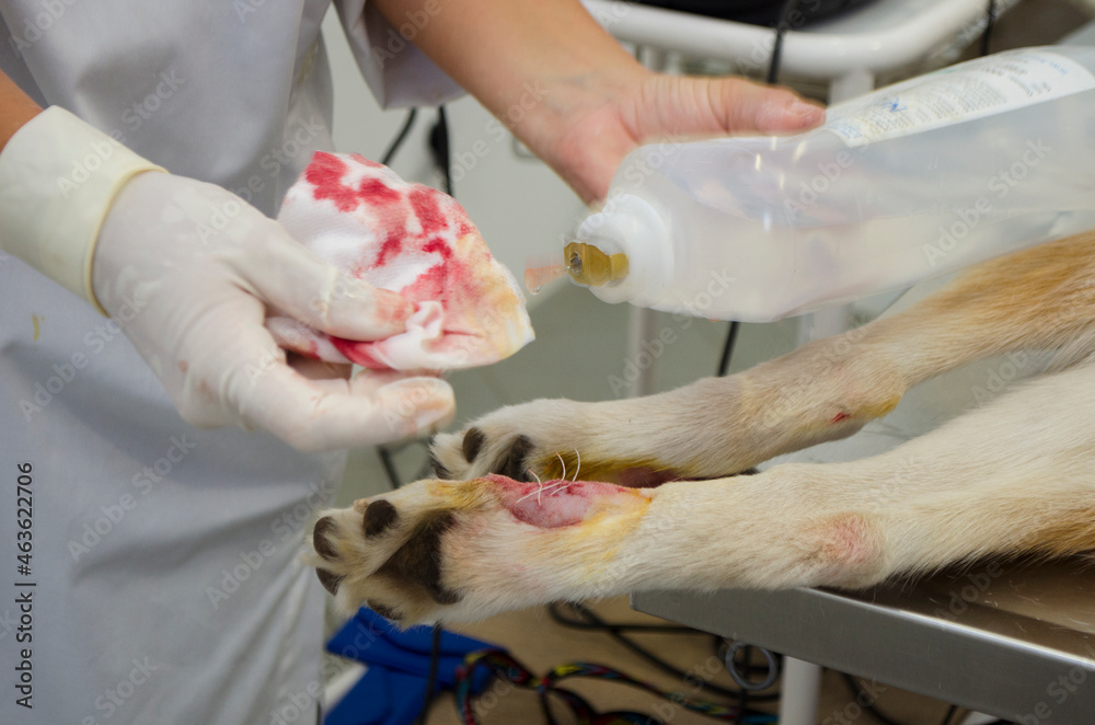 Image of a dogs leg During dewclaw removal in a veterinarian clinic. Image of a dogs leg During dewclaw removal in a veterinarian clinic.
