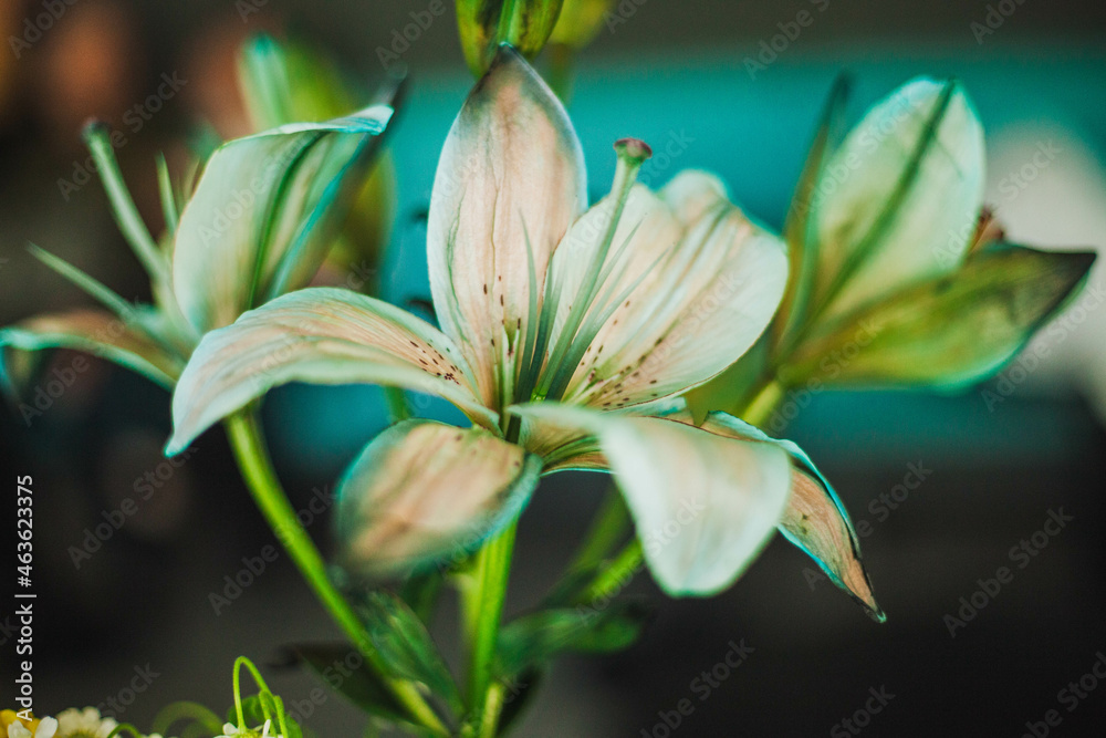 Fototapeta premium Photo of a beautiful white flower with green leaves