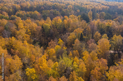 Golden autumn, Treetops from a bird's eye view at sunset, the drone rises above the trees, golden tree crowns, a path in the forest