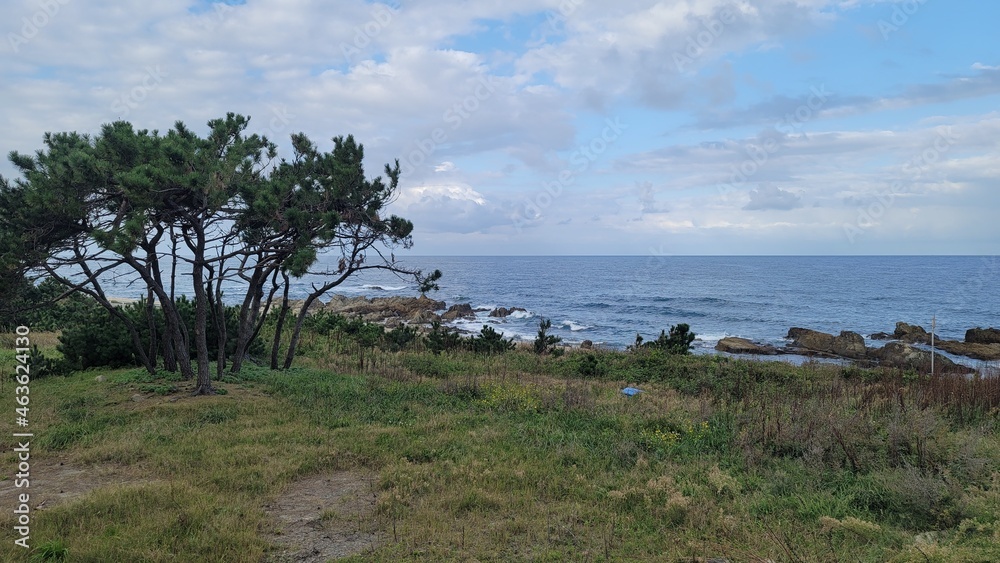 sea, beach, cafeteria, table, pine tree, wave, horizon, cloud, sky