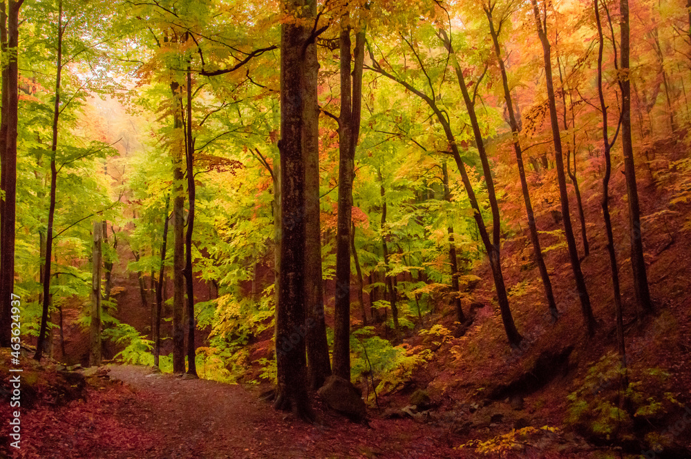 Fototapeta premium Autumn in Cozia, Carpathian Mountains, Romania. Vivid fall colors in a misty forest during a autumn light rain. 