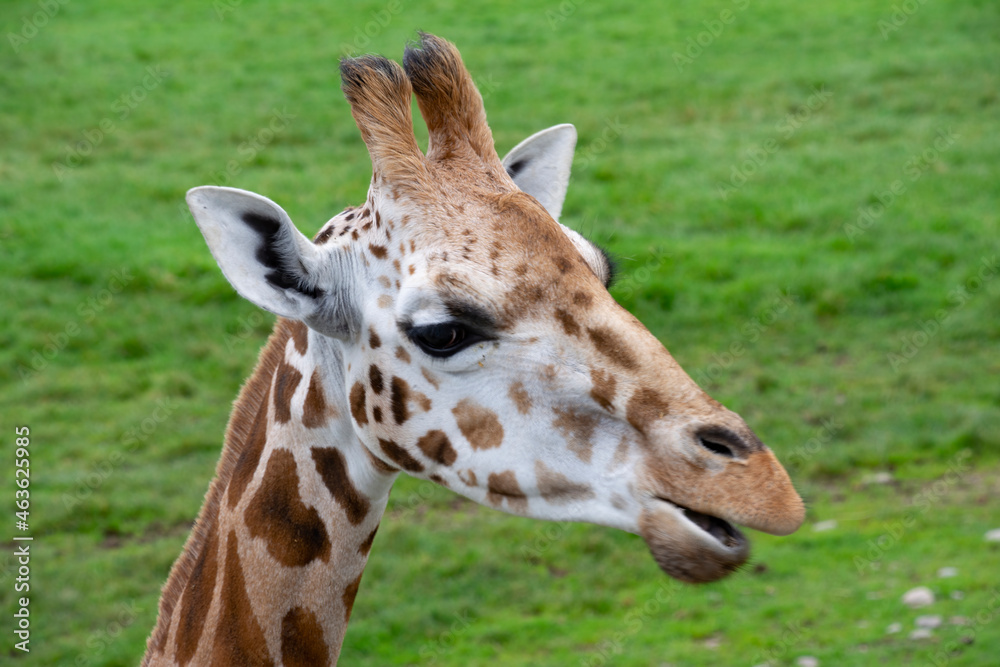 A closeup of a Rothschild's Giraffe.