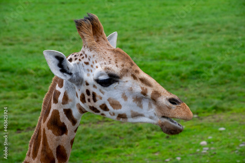 A closeup of a Rothschild's giraffe in grassland.