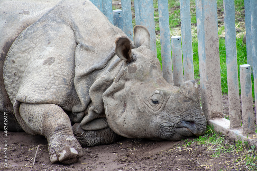An Indian Rhinoceros resting on the ground. An Indian Rhinoceros resting on the ground.