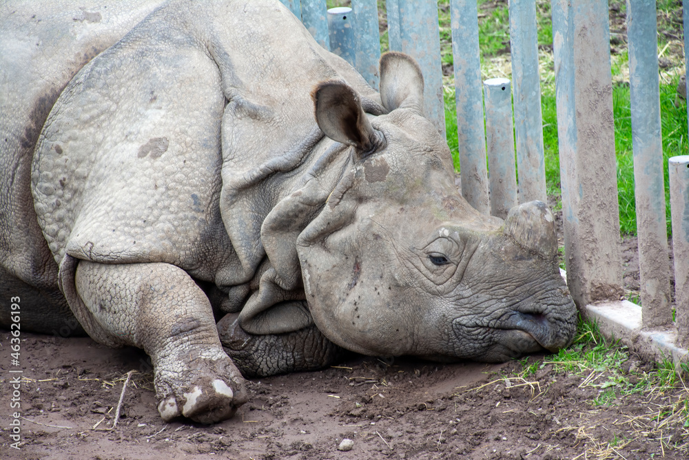 An Indian Rhinoceros lying on the ground. An Indian Rhinoceros lying on the ground.