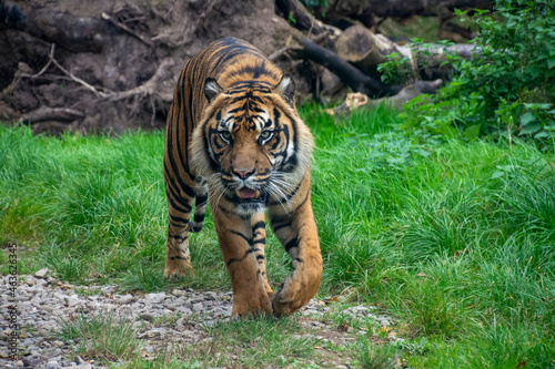 A Sumatran Tiger walking through forest.