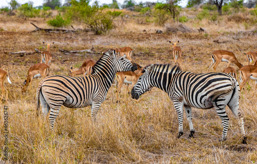 Beautiful zebras impalas in Kruger National Park safari South Africa.