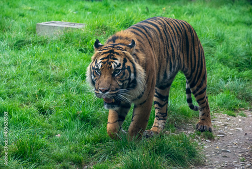 A Sumatran Tiger walking through grass.