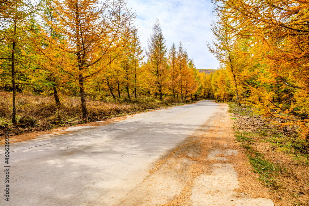 Obraz premium Empty road and yellow pine forest natural landscape in autumn.Road and woods background.