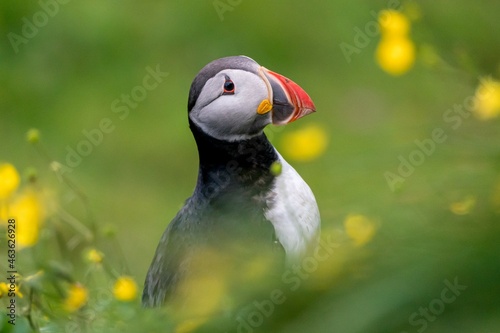 Papageientaucher Papageitaucher Island