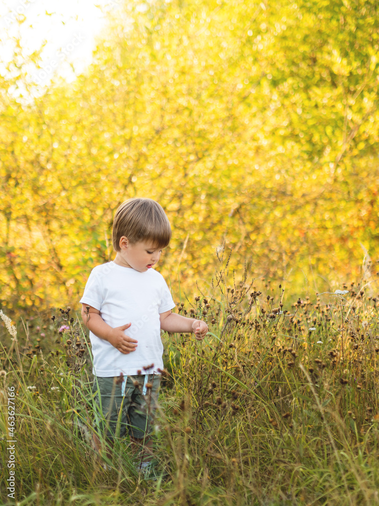 Cute little boy is touching flowers on field. Outdoor leisure activity for toddlers. Autumn sunset. Fall season. Cute little boy is touching flowers on field. Outdoor leisure activity for toddlers. Autumn sunset. Fall season.