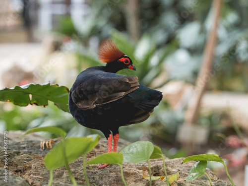 Full-length portrait of Crested partridge or Rollulus rouloul. Bird also known as roul-roul, red-crowned wood partridge, green wood quail. photo