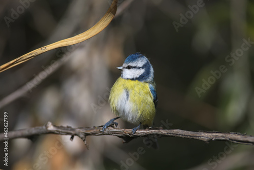 A close-up of an adult blue tit (Cyanistes caeruleus) in winter plumage sits on a branch against a beautiful blurred background.