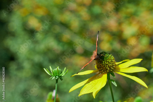 Kwitnąca dzika jeżówka przydrożna na niej kolorowy motyl. Bieszczady jesienią. Słoneczny dzień, tonacja spokojna.