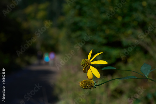 Kwitnąca dzika jeżówka przydrożna i w tle grupa turystów na szlaku. Bieszczady jesienią. Słoneczny dzień, tonacja spokojna.