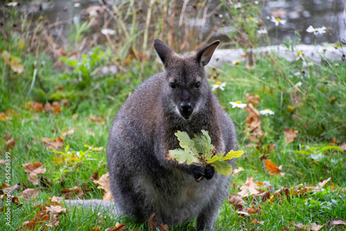 A Red-necked wallaby holding a leaf.