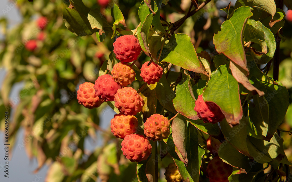 Hampshire, England, UK. 2021. Dogwood tree and ripe fruit ready for picking in an English country garden in late summer. Hampshire, England, UK. 2021. Dogwood tree and ripe fruit ready for picking in an English country garden in late summer.