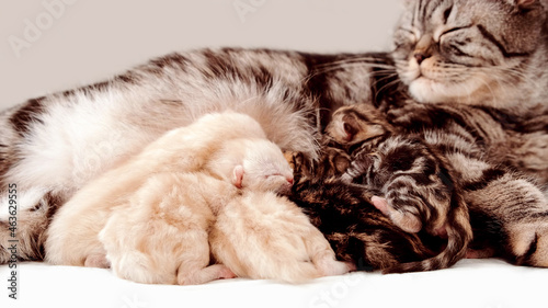 Newborn kittens. Scottish purebred cat. Newborn kittens near mom isolated on white background.