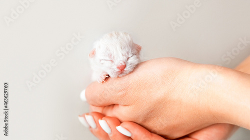 Newborn kitten. Scottish purebred cat. A newborn blind kitten lies in the hand.