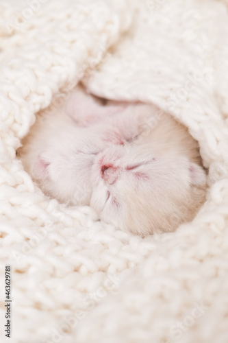 Newborn kittens. Scottish purebred cat. White newborn blind kittens lies wrapped in cloth. Kittens hug.