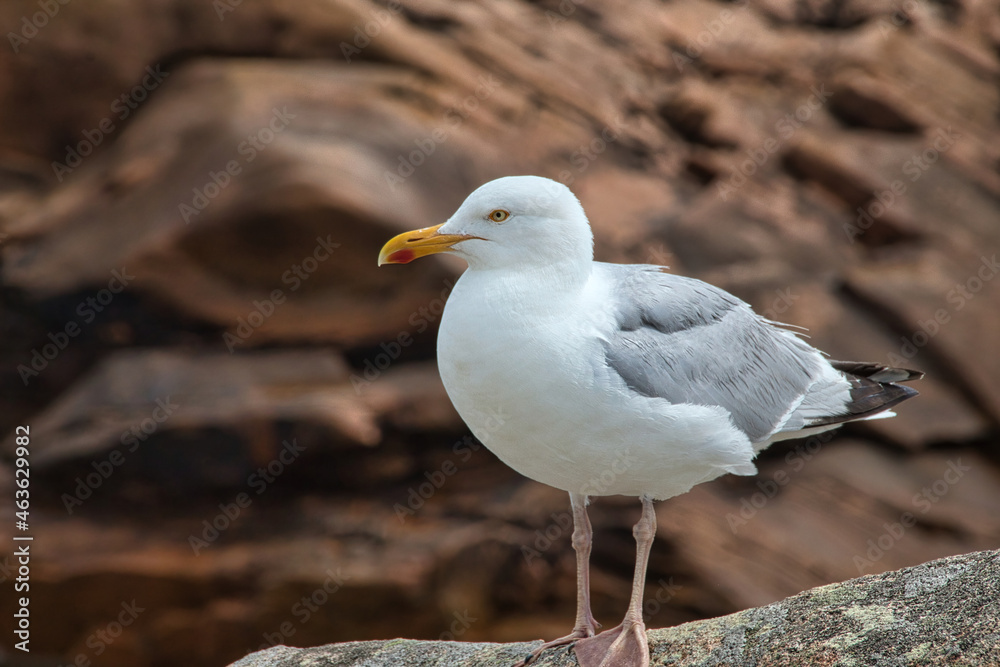 seagull on the beach