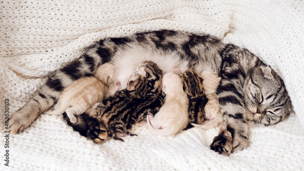 Newborn kittens. Scottish purebred cat. Newborn kittens lie on a white blanket in a row near the cat. Blind newborn kittens. Newborn kittens. Scottish purebred cat. Newborn kittens lie on a white blanket in a row near the cat. Blind newborn kittens.