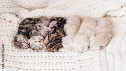 Newborn kittens. Scottish purebred cat. Newborn kittens lie on a white blanket in a row. Blind newborn kittens.