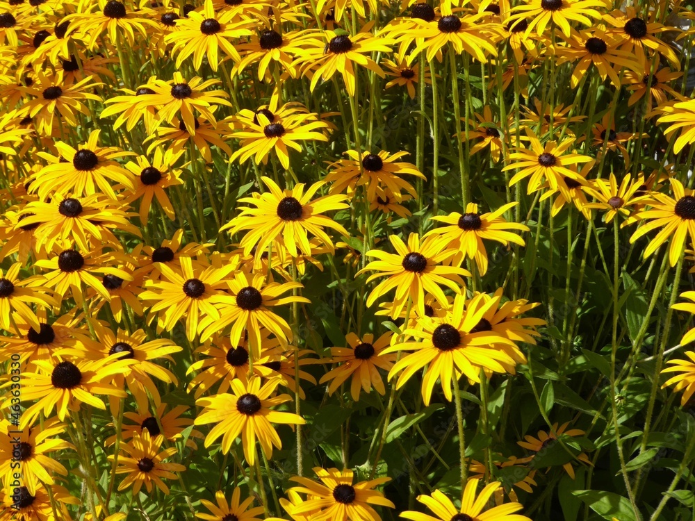 Echinacea is a richly flowering garden plant