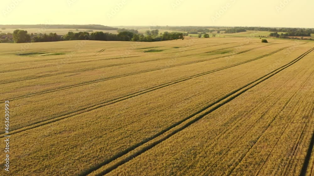 Drone flight over a large wheat field into the sunset at the end over a small village in Mecklenburg-Vorpommern Germany