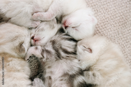 Newborn kittens. Scottish purebred cat. Little blind kittens sleep on a towel. Kittens in the first week of life.