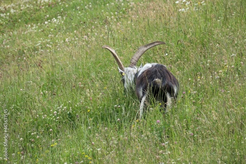 Corvara - August: a young mountain goat in Piz Boe'